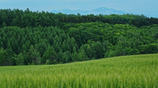 Green wheat field with the Asahidake mountain range in the background in Hokkaido, Japan. Scenic summer landscape combining agriculture, forests, and volcanic mountains.