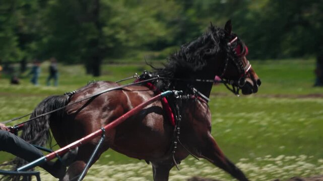 Majestic brown horse with a flowing black mane galloping at full speed across a green field, pulling a cart during a competitive harness racing event on a sunny day in the countryside