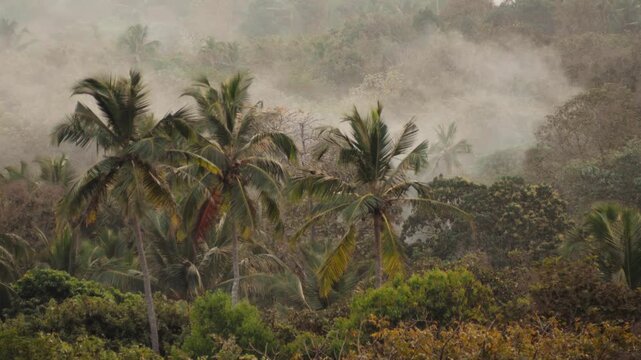 Ethereal morning fog drifting through a lush, dense tropical rainforest, enveloping the green palm trees and jungle canopy in a mysterious and serene atmospheric haze during a humid sunrise