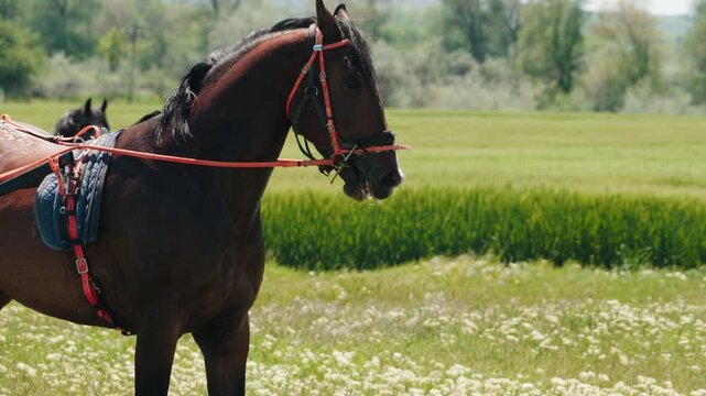Graceful brown horse wearing a harness and saddle walking through a beautiful green meadow with wildflowers on a sunny day. The noble animal moves elegantly across the vibrant spring pasture