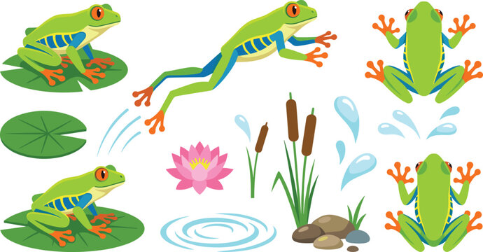 Red Eyed Tree Frog Vector Set with Jumping Actions, Lily Pads, Lotus Flower, Water Splashes, and Cattails for Amphibian Wildlife and Nature Education Designs