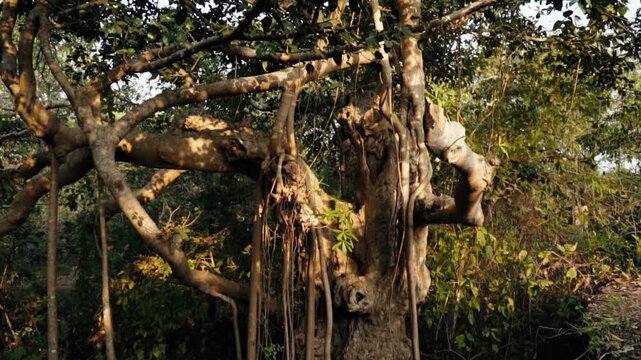 Massive, old banyan tree standing in a dense tropical forest, with its characteristic aerial prop roots hanging from the gnarled branches and bathed in the warm light of the setting sun