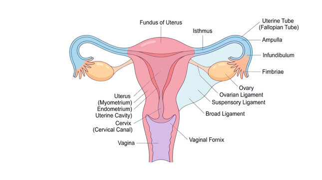 Female reproductive system anatomy diagram with detailed labels