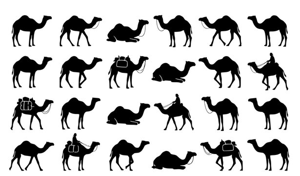 Black Camel Silhouette Collection with Desert Animal Poses Vector Illustration Set