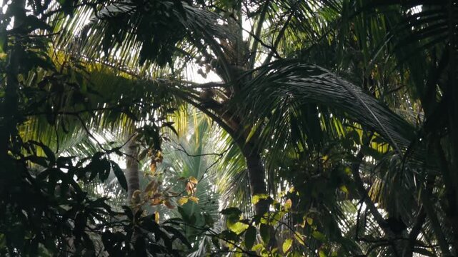 Sunbeams peeking through a dense canopy of lush green palm trees and tropical foliage, creating a beautiful natural background of a serene and wild jungle environment with gentle movement