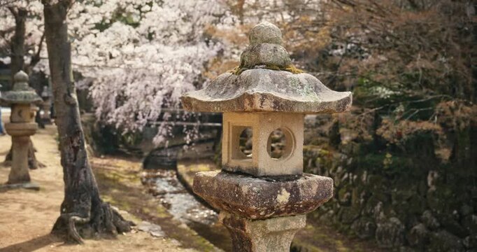 Medium Stone Lantern and Spring Cherry Blossoms in Japanese Garden In Hiroshima, Japan - Steady Cam