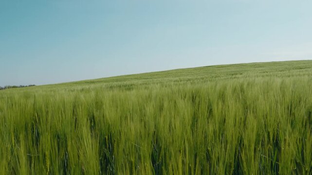Lush green ears of young wheat gently swaying in a calm wind on a vast agricultural field under a clear blue sky, showing a serene countryside landscape on a beautiful sunny summer day