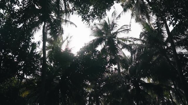 Bottom-up perspective of a tropical jungle with silhouetted coconut palm trees swaying in the wind as bright sunlight filters through their lush green fronds. Creating a serene and exotic atmosphere