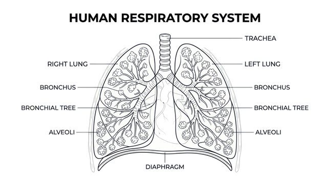 Human respiratory system anatomy diagram with detailed labels