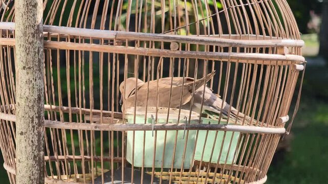 Footage of a spotted dove sitting peacefully inside a traditional bamboo birdcage in a sunny garden, showcasing domesticated avian life and Indonesian pet culture in natural light.
