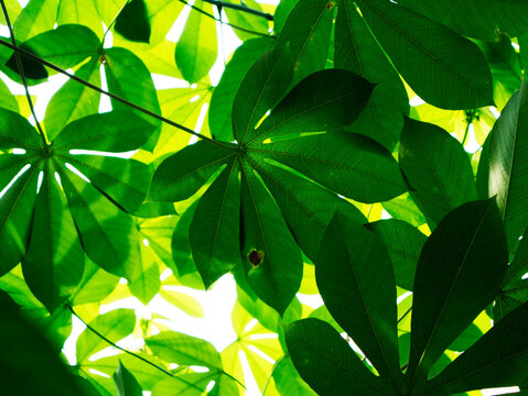 Rubber cassava leaves, leaves from a special variety of cassava plant (Manihot glaziovii) which are often used as animal feed, green manure, or traditional medicine.