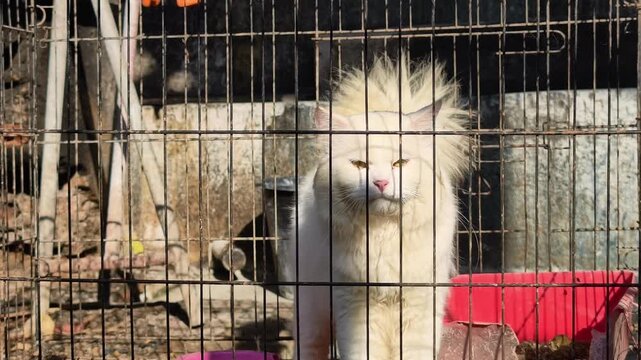 Video footage of a beautiful white Persian cat sitting inside a wire cage outdoors, meowing and eventually walking away, animal rescue and pet adoption concept shot in natural sunlight