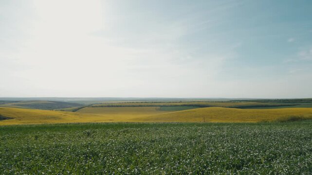 Picturesque rural landscape featuring vibrant green wheat and yellow rapeseed fields stretching across rolling hills under a bright, sunny sky, showcasing the beauty of countryside farming