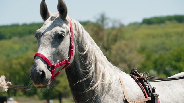 Beautiful white horse with a red bridle looking towards the camera while standing in a lush green meadow on a sunny day. Its long grey mane is gently blowing in the wind