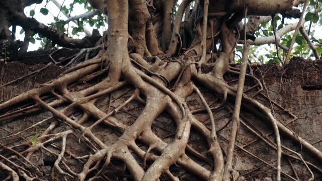 Powerful ancient banyan tree with intricate aerial roots enveloping and growing over an old abandoned stone wall, showcasing nature's persistent force and the beauty of overgrown ruins