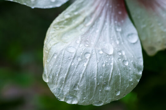 Close up white flower petal water droplets macro nature freshness delicate texture soft focus green background natural beauty peaceful mood
