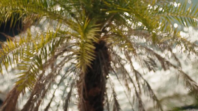 Beautiful palm tree with lush green fronds swaying gently in the breeze against a background of sparkling water reflecting the sunlight, creating a serene and relaxing tropical atmosphere