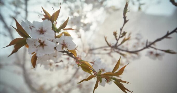 Fog Covered Spring Cherry Blossom Branches, Close-Up in Hiroshima, Japan