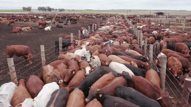 A large herd of cows in a feedlot farm area