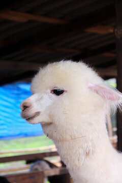 Close up alpaca in sheep farm