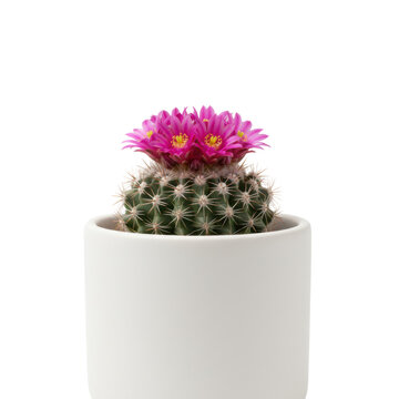 A small, globular green cactus with white areoles and magenta-pink blooms, in a white ceramic pot on a transparent background, serene botanical portrait