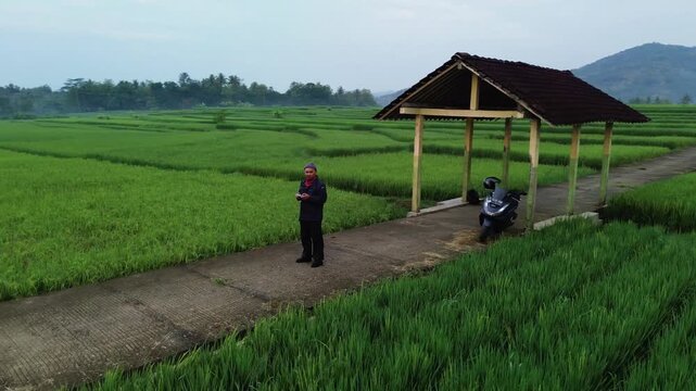 Landscape drone footage of a green rice field in a rural area with a hilly backdrop. 4K aerial video of a beautiful view of a vast expanse of green rice fields in the morning after sunrise.
