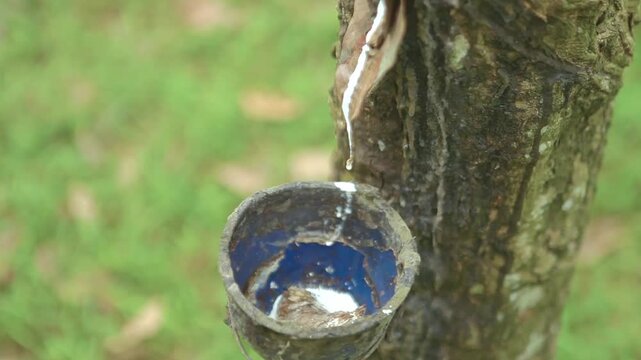 Close Up of Raw Milky White Latex Dripping from Tapped Rubber Tree