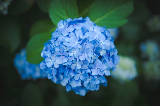 雨上がりに美しく咲く高幡不動尊の紫陽花