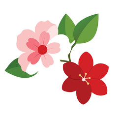 Fototapeta premium red rose isolated on white background