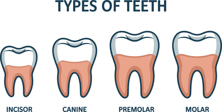 Types of teeth dental anatomy infographic diagram with incisor canine premolar and molar icons set isolated on a white background