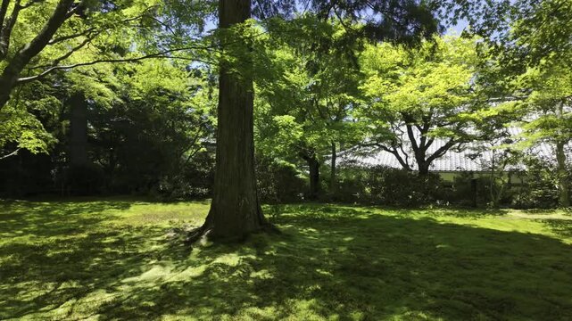 Lovely summer day with blue skies, white clouds, shady trees and lush grass. Gentle wind brings total relaxation.