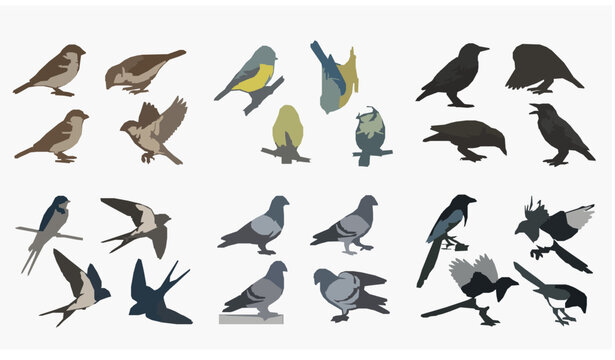 Vector illustration collection of different city birds silhouettes including sparrows pigeons crows and swallows on white background