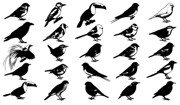 Vector illustration collection of various wild birds shapes silhouettes including sparrow crow woodpecker toucan and magpie icons set
