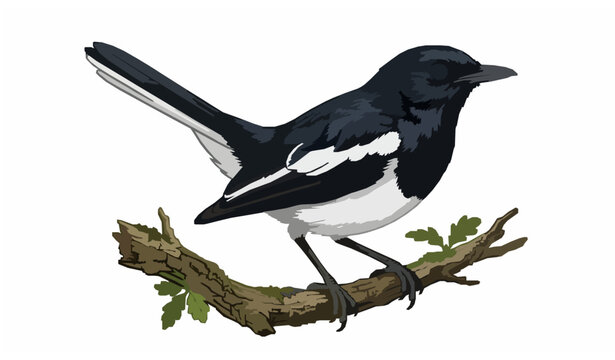 Vector illustration of oriental magpie robin national bird of Bangladesh sitting on a tree branch isolated on white background