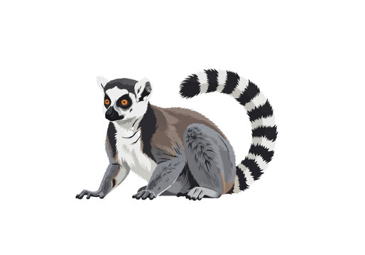 Vector illustration of a ring-tailed lemur with distinct black and white striped tail, sitting in profile on a white background, featuring gray fur, orange eyes, and black mask.