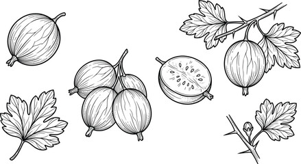 Gooseberry vintage engraving vector set with whole cut half berry branch leaves sketch healthy food organic harvest illustrations, © S O H A G