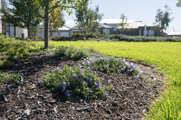Fototapeta premium Convolvulus sabatius, commonly known as ground morning glory, blooming in a mulched garden bed.&nbsp;A drought-tolerant ground cover widely used in Australian suburban council and residential landscaping