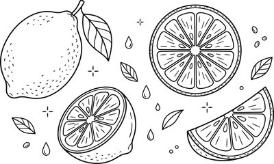 Lemon fruit vector illustration set line art drawing with whole citrus half slice juice drops and green leaves © S O H A G