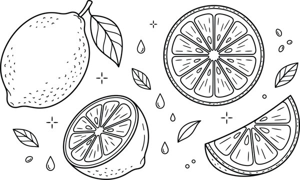Lemon fruit vector illustration set line art drawing with whole citrus half slice juice drops and green leaves