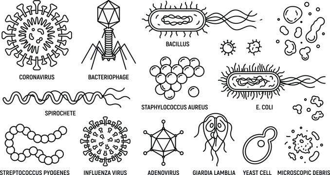 Microorganism and virus line icon set with coronavirus bacteriophage bacillus spirochete ecoli adenovirus yeast cell graphic vector illustration.