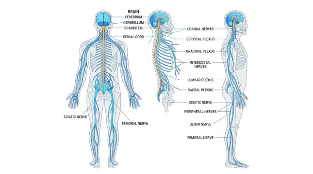 Human nervous system anatomy diagram with labels and multiple views