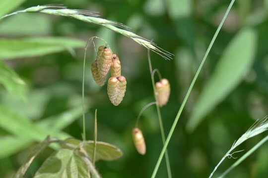 Big quaking grass (Briza maxima). Poaceae annual weed. In early summer, it produces drooping spikelets at the top of its stems.
