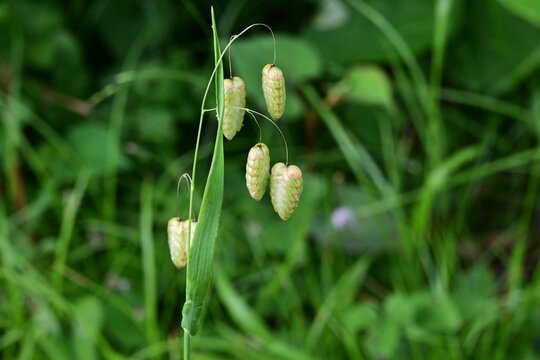 Big quaking grass (Briza maxima). Poaceae annual weed. In early summer, it produces drooping spikelets at the top of its stems.