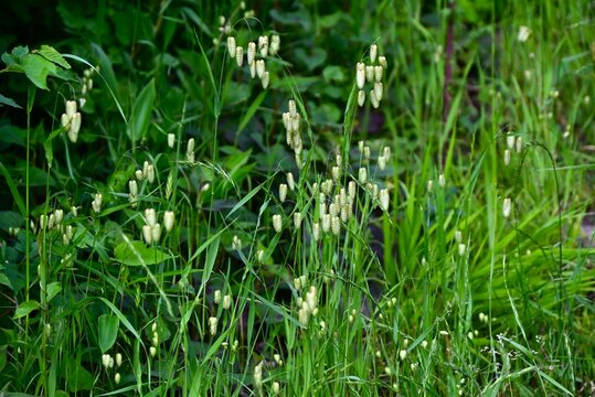 Big quaking grass (Briza maxima). Poaceae annual weed. In early summer, it produces drooping spikelets at the top of its stems.