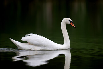 Fototapeta premium White swan resting on dark water background. Elegant bird portrait, calm and peaceful nature concept