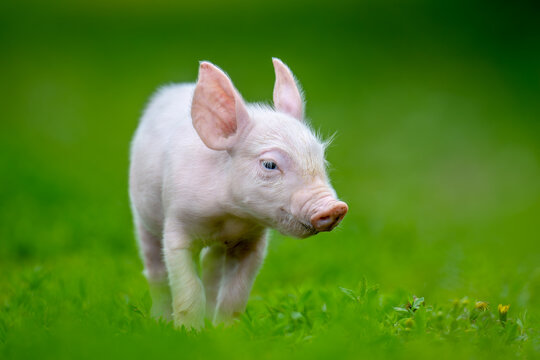 Adorable pink piglet exploring a lush green grassy field