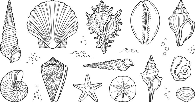 Seashell line art vector set with scallop starfish nautilus sand dollar conch marine ocean beach summer decoration elements,