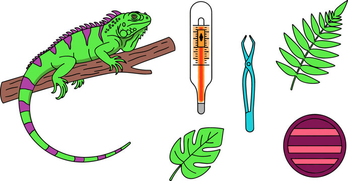 Pet Iguana Care and Herpetology Research Set with Green Lizard on Branch Thermometer Tweezers and Tropical Leaves Vector Illustration Isolated on White