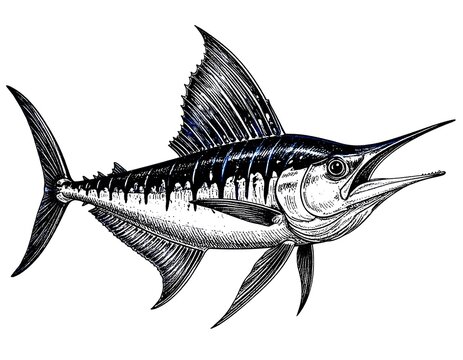 Marlin fish illustration.
