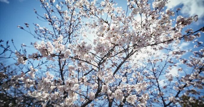 Cherry Blossom Tree Canopy Against Blue Sky In Hiroshima Japan - Low, Slow Motion Steady Cam